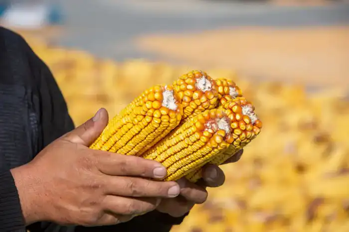 Исполнение поручений Президента: в Казахстане реализуются проекты по глубокой переработке в АПК (2)