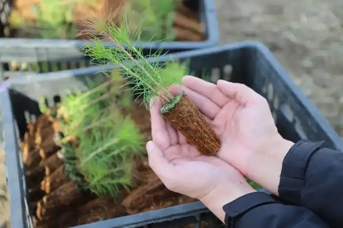 12 зеленых зон благоустроят в Жетісу в рамках «Таза Қазақстан» (5)