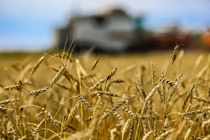 Кукуруза как золотой ключ: Казахстан открывает двери на мировой рынок переработки {city2}