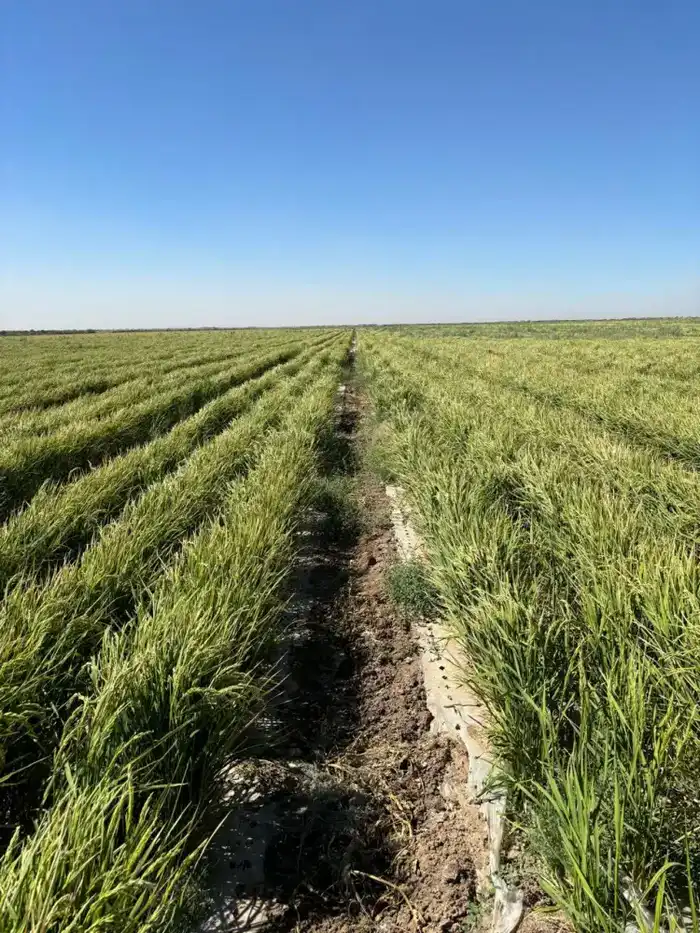 В ТУРКЕСТАНСКОЙ ОБЛАСТИ ВНЕДРЯЮТ НОВЫЕ ТЕХНОЛОГИИ ВЫРАЩИВАНИЯ РИСА ДЛЯ ЭКОНОМИИ ВОДЫ (3)