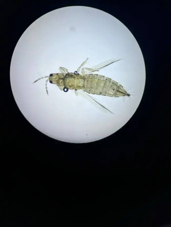 Западный цветочный трипс обнаружен в партии цветов из Эквадора (3)