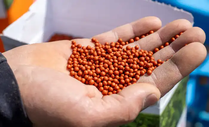 Все начинается с семян: в Жетісу используют раннеспелые сорта сахарной свеклы (4)