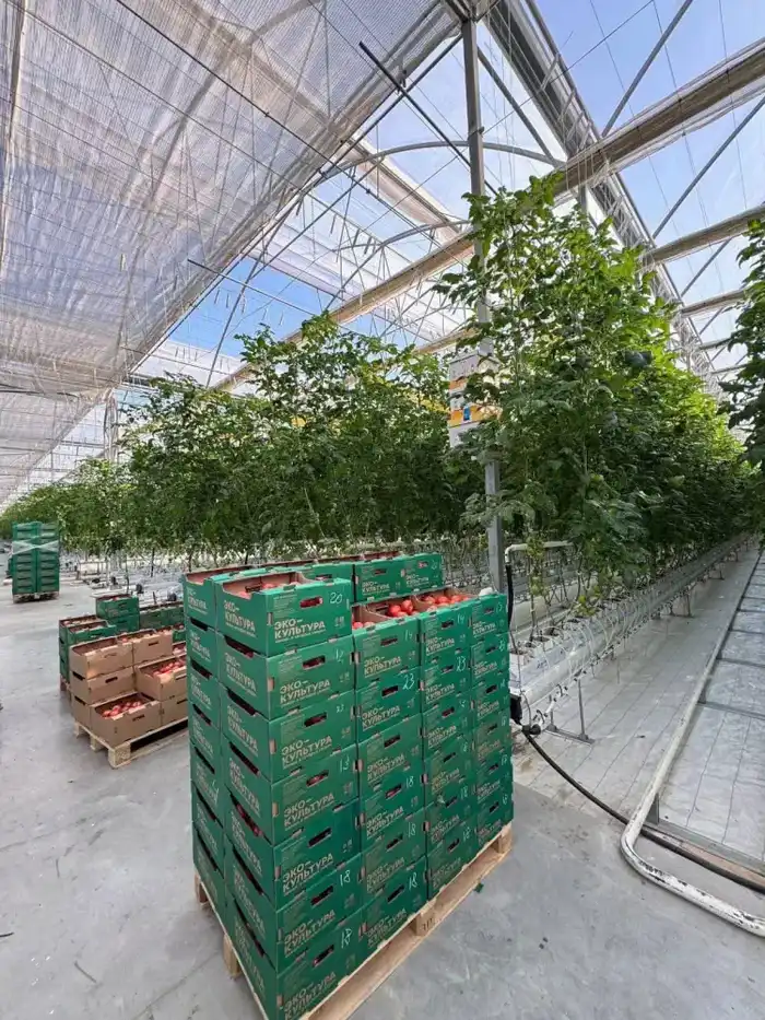 В тепличном комплексе «Экокультура Евразия» собран первый урожай томатов (5)