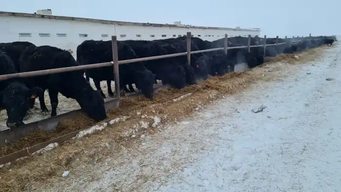 ТОО «ПЗ Балкашинский»: Сад, где животноводство и растениеводство цветут в единстве {city2}