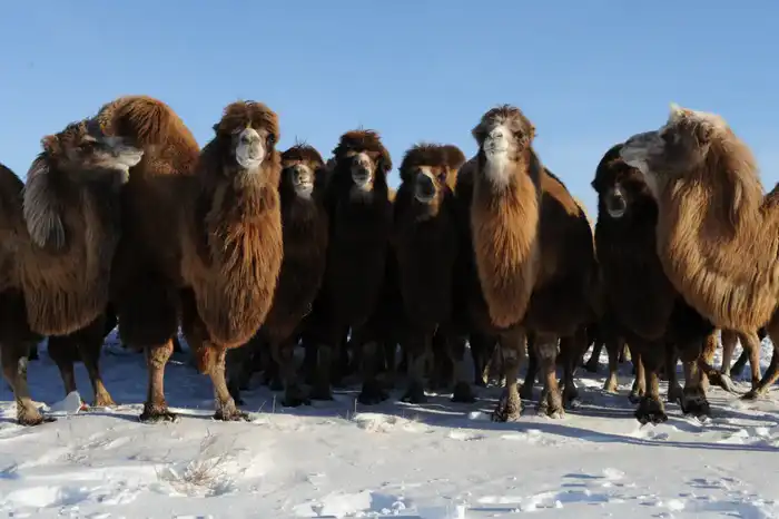 В области Жетісу более трех тысяч хозяйств занимаются животноводством (4)