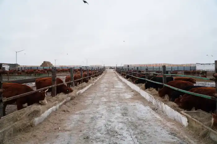 Инвестиционный проект мясного кластера в Акмолинской области завезение 4300 голов КРС калмыцкой породы {city2}