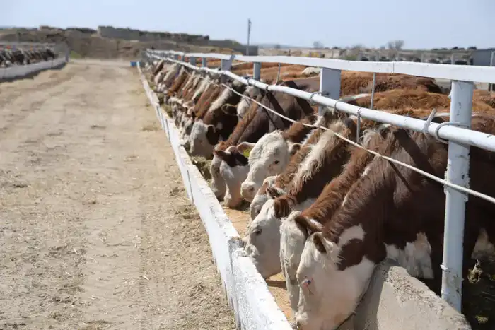 В области Жетісу более трех тысяч хозяйств занимаются животноводством (8)