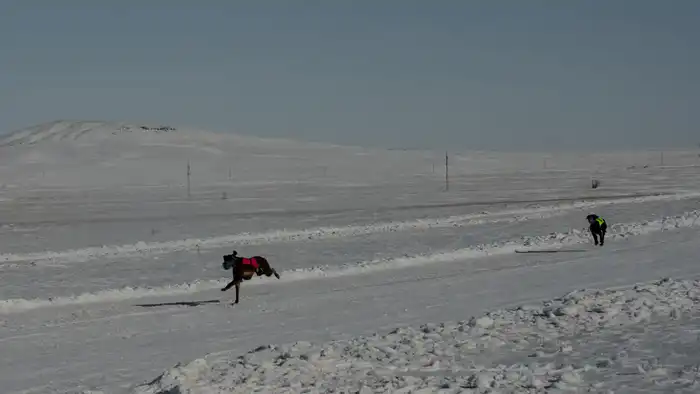Традиции степи: самых быстрых тазы выбрали в Бухар-Жырауском районе (8)