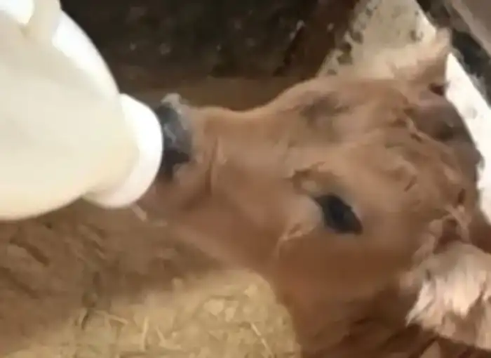 Семейные традиции в бизнесе: как молоко стало брендом? {city2}