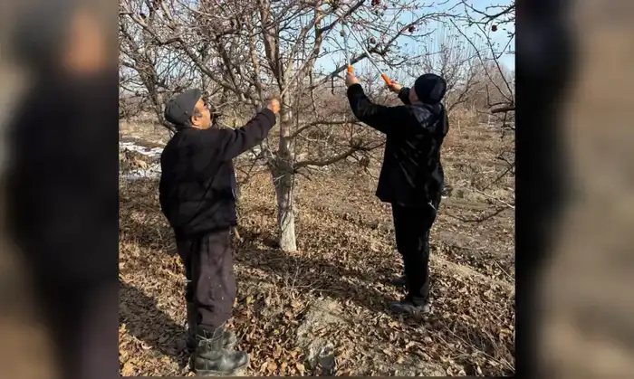 От математики к садоводству: яблоки вместо уравнений! {city2}