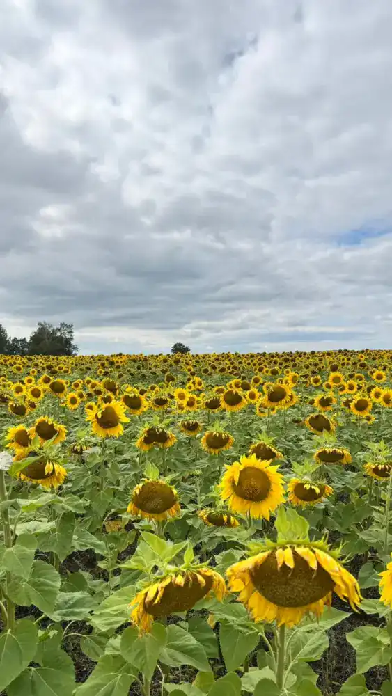 В Восточно-Казахстанской области начнется строительство завода по подработке семян масличных и крупяных культур {city2}