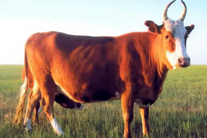 Калмыцкий скот: мясной кластер в Акмолинской области! {city2}