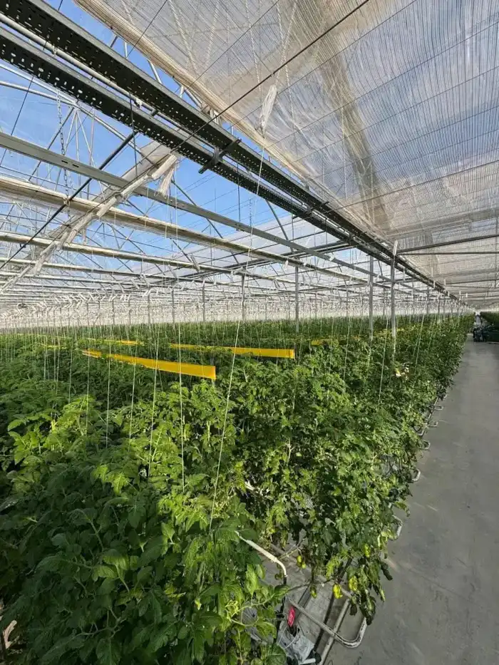 Первый урожай томатов в тепличном комплексе Экокультура Евразия {city2}