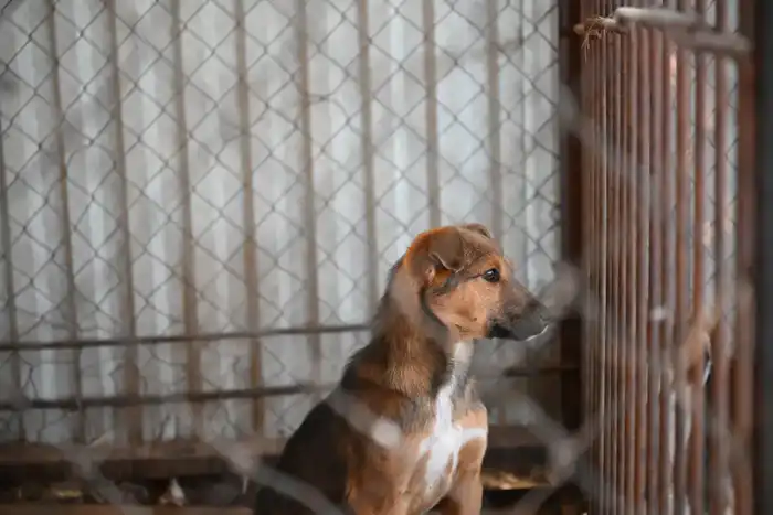 Усиливающаяся борьба с бездомными животными в Жетісу: последствия для общества и владельцев {city2}