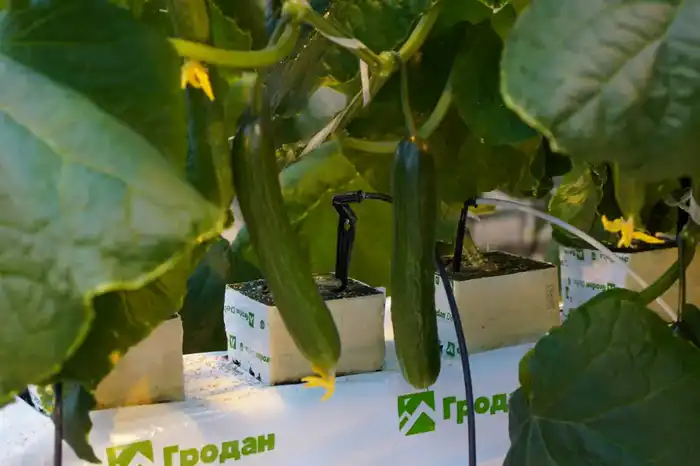 Делегация ВКО ознакомилась с работой крупнейшей теплицы в Барнауле (10)