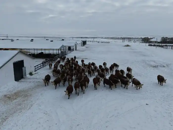 ТОО «Свободное» развивает животноводство в Сандыктауском районе (2)