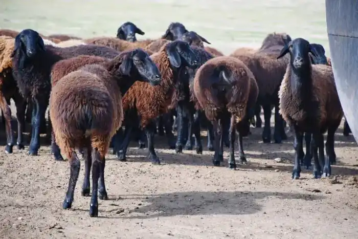 ТУРКЕСТАНСКАЯ ОБЛАСТЬ ЭКСПОРТИРОВАЛА ЗА РУБЕЖ БОЛЕЕ 60 ТЫСЯЧ ТОНН МЯСА, СТАВ ЛИДЕРОМ В РЕСПУБЛИКЕ (5)