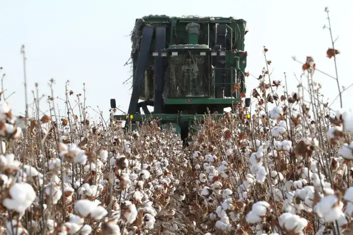 ТУРКЕСТАН: В МАКТААРАЛЬСКОМ РАЙОНЕ ЗА ПРОШЛЫЙ ГОД ПРОИЗВЕДЕНО СЕЛЬХОЗПРОДУКЦИИ НА 85,7 МЛРД ТЕНГЕ (4)