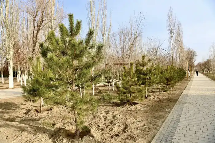 Строительство многофункциональной библиотеки и реконструкция Президентского парка в области {city2}