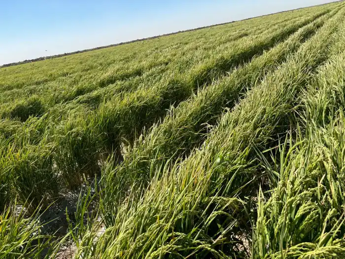 Рис без лишней воды: инновации в Туркестане! {city2}