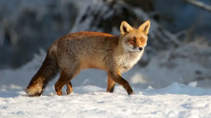 Казахстан готовится к резкому похолоданию: температура опустится до -33°C, ожидаются сильные осадки {city2}