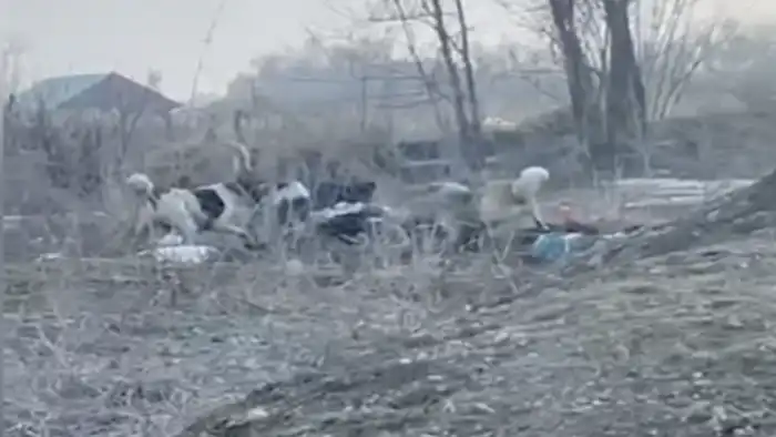 Стая собак: охота на женщину в Алматинской области, где инстинкты взяли верх над человечностью {city2}