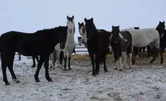 В ТОО «Агро LAKE» из Сандыктауского района животноводство расцветает, как весенний цветок