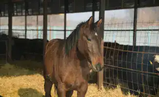 Развитие животноводства в Жетісу: более трех тысяч хозяйств и 2,3 миллиона сельхозживотных