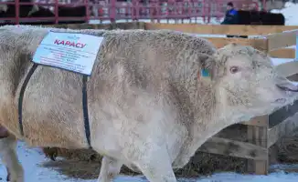 Актуальные вопросы племенного животноводства и селекционной работы в Астане