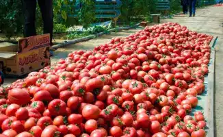 Увеличение производства сельхозпродукции в Мактааральском районе: влияние на продовольственную безопасность региона