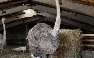 Экзотическое предпринимательство в суровых условиях: фермерский опыт разведения страусов в Восточно-Казахстанской области