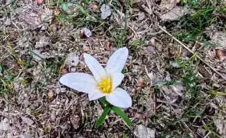 Птицы вернулись, подснежники распустились: весна в Туркестане!