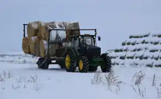 Сандыктау: ТОО «Свободное» развивает животноводство