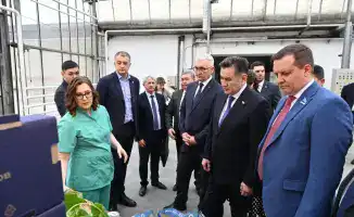 Теплица в Барнауле: огурцы, хризантемы и обмен опытом!