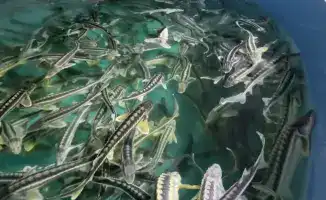 С 2027 года аквакультура под контролем E-Fish!