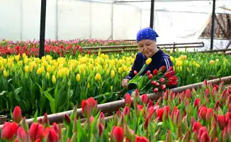 Семья из Жетісу вырастила 60 тысяч тюльпанов к Международному женскому дню для местных магазинов
