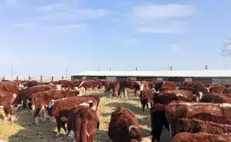 Увеличение числа племенных хозяйств в Аксуатском районе: тенденции и прогнозы