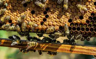 Рост экспорта меда из Казахстана: новые возможности для агроэкспорта в регионе