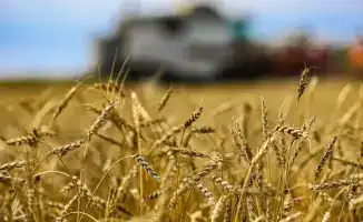 Кукуруза как золотой ключ: Казахстан открывает двери на мировой рынок переработки