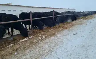 ТОО «ПЗ Балкашинский»: Сад, где животноводство и растениеводство цветут в единстве