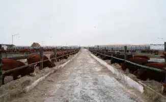 Инвестиционный проект мясного кластера в Акмолинской области завезение 4300 голов КРС калмыцкой породы