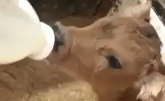 Семейные традиции в бизнесе: как молоко стало брендом?