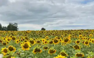 В Восточно-Казахстанской области начнется строительство завода по подработке семян масличных и крупяных культур