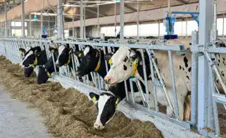 Восточно-Казахстанская земля готовит молочный урожай: ферма на 600 голов на финишной прямой