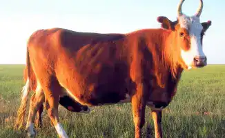 Калмыцкий скот: мясной кластер в Акмолинской области!