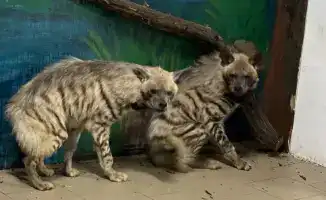 Три полосатые гиены и две гиеновидные собаки прибыли в Карагандинский зоопарк