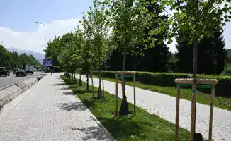 Алматы планирует увеличить зеленые насаждения до 15 кв. м на человека к 2030 году