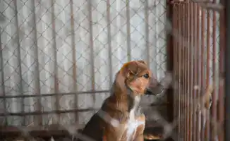 Усиливающаяся борьба с бездомными животными в Жетісу: последствия для общества и владельцев