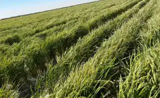 Рис без лишней воды: инновации в Туркестане!