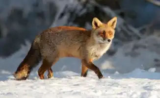 Казахстан готовится к резкому похолоданию: температура опустится до -33°C, ожидаются сильные осадки